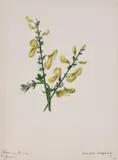 Flower studies, a group of eleven Watercolour and ink Each variously inscribed Approx by Emily Stackhouse, Watercolour and ink, sold Feb 2021