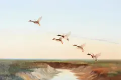 Mallards take flight Oil on canvasSigned lower left51.5 x 77cm (20¼ x 30¼ in.) by Wilfrid Bailey, Oil on canvas, sold Jan 2021