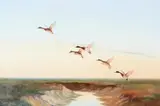 Mallards take flight Oil on canvasSigned lower left51.5 x 77cm (20¼ x 30¼ in.) by Wilfrid Bailey, Oil on canvas, sold Jan 2021