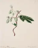 A set of eleven flower studies Watercolour and ink Each variously inscribed Each sheet 27 x 21cm (10½ x 8¼ in.)Unframed (11) by Emily Stackhouse, Watercolour and ink Each variously inscribed Each sheet, sold Jan 2021