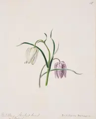 A set of eleven flower studies Watercolour and ink Each variously inscribed Each sheet 27 x 21cm (10½ x 8¼ in.)Unframed (11) by Emily Stackhouse, Watercolour and ink Each variously inscribed Each sheet, sold Jan 2021