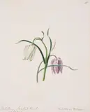A set of eleven flower studies Watercolour and ink Each variously inscribed Each sheet 27 x 21cm (10½ x 8¼ in.)Unframed (11) by Emily Stackhouse, Watercolour and ink Each variously inscribed Each sheet, sold Jan 2021