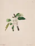 A set of twelve floral studies by Emily Stackhouse, Watercolour Each variously inscribed, offered Jan 2021