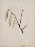 A set of eleven floral studies by Emily Stackhouse, Watercolour Each variously inscribed, offered Jan 2021