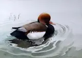 Red-crested pochard by Berrisford Hill, Watercolour, sold Jan 2021