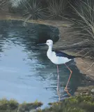 Black winged stilt by Alan M. Hunt, Gouache, offered Jan 2021