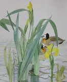 Ducks and yellow irises by Kristen Rosenberg, watercolour, sold Mar 2022