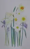 Narcissi and bluebells by Kristen Rosenberg, watercolour, sold Mar 2022