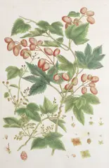 Coloured engraving by Basilius Baseler, engraving, sold Jan 2022