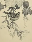 Goldcrest by Winifred Marie Louise Austin, etching, sold Aug 2023