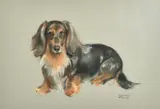 British, a collection of five pastel portraits of dogs, four of them long-haired Dachshunds, the other of two terriers, all signed, all around 14" x 18 by Margaret Palmer, pastel, sold May 2023