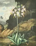 The Temple of Flora by Robert John Thornton, print (other), sold May 2023