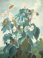 The Temple of Flora by Robert John Thornton, print (other), sold May 2023