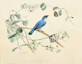 Pie-Grieche Bleue de Madagascar by Édouard Traviès, lithograph, sold May 2023