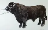 Coloured print - standing Welsh black bull by Kyffin Williams Ra limited edition, print, sold Jul 2019
