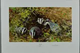 Badgers by David Shepherd, print, sold Jun 2018