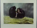 FAMILY PORTRAIT' a limited edition print 45/350 of a family of chimpanzees by Spencer Hodge, print, sold Jun 2018