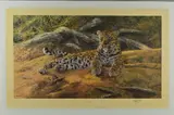 DAWNS FIRST SCENT' a limited edition print 1000/1100 of a leopard at rest by Anthony Gibbs, print, sold Jun 2018