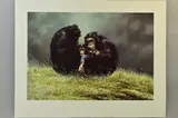 Family portrait by Spencer Hodge, print, sold May 2018