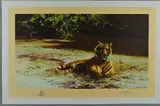 Indian siesta by David Shepherd, print, sold May 2018