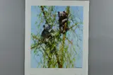 Up a gum tree by David Shepherd, print, sold May 2018