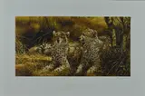 CHEETAHS' a limited edition print 71/95 of a pair of cheetahs lying in the shade by Michael Jackson, print, sold May 2018