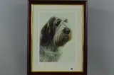 Brown roan italian spinone by Nigel Hemming, print, sold May 2018