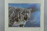 BREATHLESS' a limited edition print of a snow leopard, 81/295 by Anthony Gibbs, print, sold May 2018