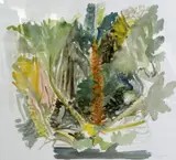 Gunnera' an original watercolour painting of a Gunnera plant by John R. Myers, watercolour, sold Apr 2018