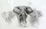Elephants - Pencil Drawing by David Shepherd, Pencil Drawing', a limited edition print, sold Apr 2018