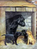 Mothers Pride' a limited edition print 133/600 of a black Labrador with her new litter by Nigel Hemming, print, sold Apr 2018