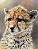 'Cheetah Cub' a limited edition print 588/600, signed and numbered in by Ian Nathan, print, sold Apr 2018