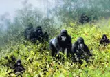 In The Mists of Rwanda' a limited edition print 5/250 of a Troop of Gorrillas in the Jungle by David Shepherd, Print as new), sold Apr 2018