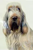 White and Orange Italian Spinone' a limited edition print 18/200 of a dog portrait by Nigel Hemming, print, sold Apr 2018