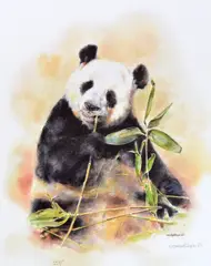 panda' a limited edition print of a Panda chewing bamboo 357/600 by Mandy Shepherd, print, sold Apr 2018