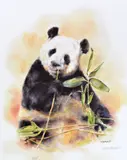 panda' a limited edition print of a Panda chewing bamboo 357/600 by Mandy Shepherd, print, sold Apr 2018