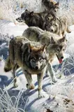 Miles to Go' a limited edition print 2754/4500 of Wolves hunting in snow by Carl Brenders, print, sold Apr 2018