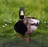 Charlie on Grass' a limited edition print of a Mallard duck 7/75 by Paul James, print, sold Apr 2018