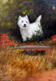 (BRITISH B.1959),'West Highland White', original oil on board, signed by the artist by John Silver, oil on board, sold Apr 2018