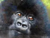(BRITISH B.1948), 'Baby Gorilla', an original pastel drawing, signed by the artist, by Joel Kirk, pastel, sold Apr 2018