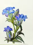 'FLOWERS', a watercolour painting, signed by the artist, mounted and framed, by Maureen Ribbons, watercolour, sold Mar 2018