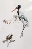 an original watercolour painting indistinctly signed by the artist, mounted, unframed, approximate size 70cm x 45cm by Wildlife Studies I', watercolour, sold Mar 2018