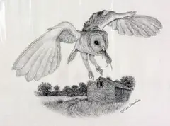 'BARN OWL', a pencil drawing signed by the artist, mounted, unframed, approximate size by Steve Machin, pencil, sold Mar 2018