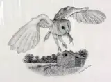 'BARN OWL', a pencil drawing signed by the artist, mounted, unframed, approximate size by Steve Machin, pencil, sold Mar 2018