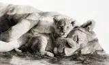 'YOU SLEEP I'LL STAND GUARD', an artist proof 7/49, signed and numbered in pencil, by Wendy Corbett, pencil, sold Mar 2018