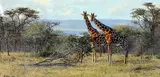 'TWO'S COMPANY', a limited edition print 85/295, signed and numbered in pencil, by Anthony Gibbs, print, sold Mar 2018