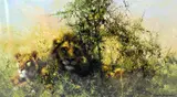 'COOL CATS', a limited edition print 454/850, signed and numbered in pencil, by David Shepherd, print, sold Mar 2018