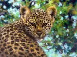 'CUB SCOUT I', a limited edition print 91/195, signed, titled and numbered in pencil, by Joel Kirk, print, sold Mar 2018