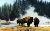 'HOT SPRINGS OF YELLOWSTONE', a limited edition print 853/1500, signed and by David Shepherd, print, sold Mar 2018