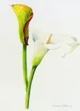 'LILY', a watercolour painting signed by the artist, framed and mounted, 31cm x by Maureen Ribbons, watercolour, sold Mar 2018